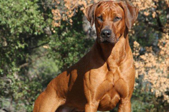ridgeback 4